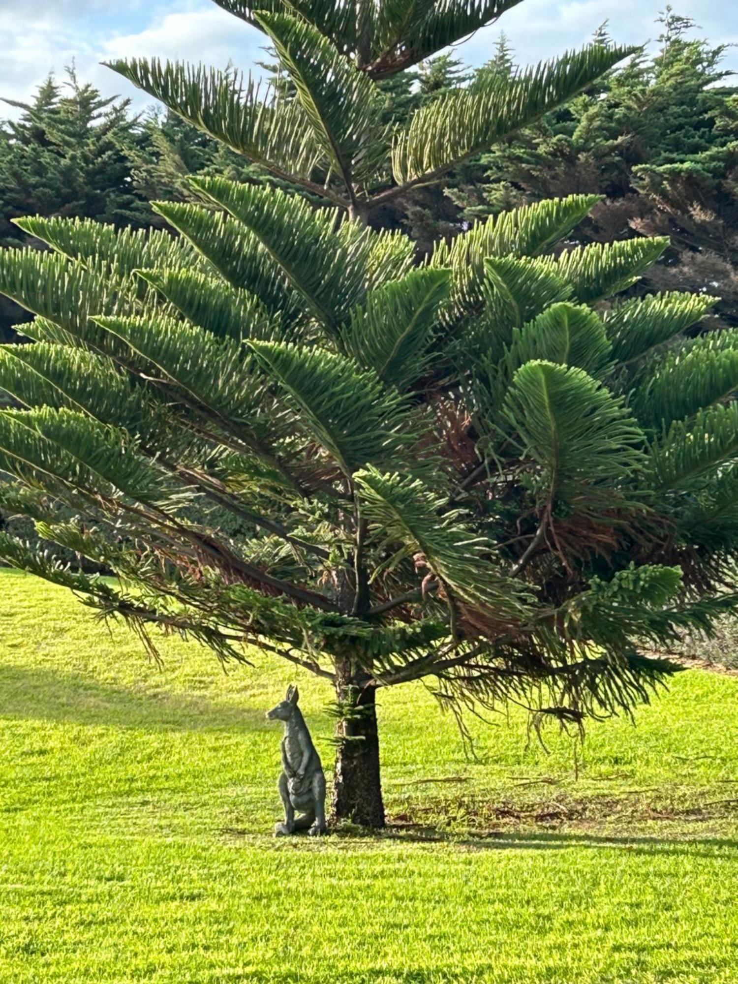 Nest - charming, comfortable coastal villa Port Fairy Extérieur photo